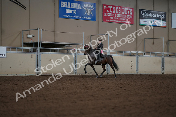 2019 Morgan Horse Show - Aug 30, 2019 - 28289