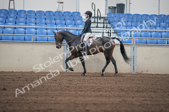 2019 Morgan Horse Show - Sept 01, 2019 - 03708