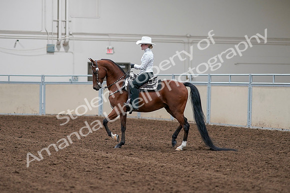 2020 - AB Morgan Horse - Fri, Sept 04 - 03562