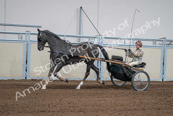 2020 - AB Morgan Horse - Sat, Sept 05 - 05880