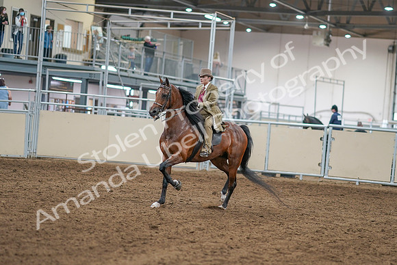 2020 - AB Morgan Horse - Sat, Sept 05 - 07931
