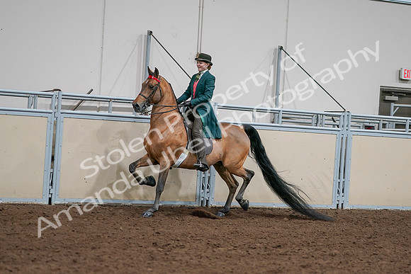 2020 - AB Morgan Horse - Sat, Sept 05 - 13676
