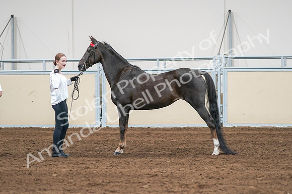 2020 - AB Morgan Horse - Sat, Sept 05 - 00648