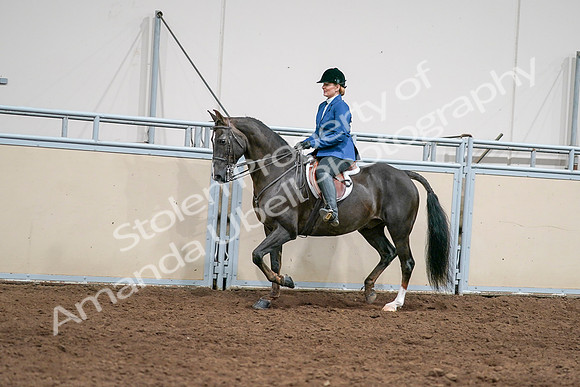 2020 - AB Morgan Horse - Sat, Sept 05 - 04994