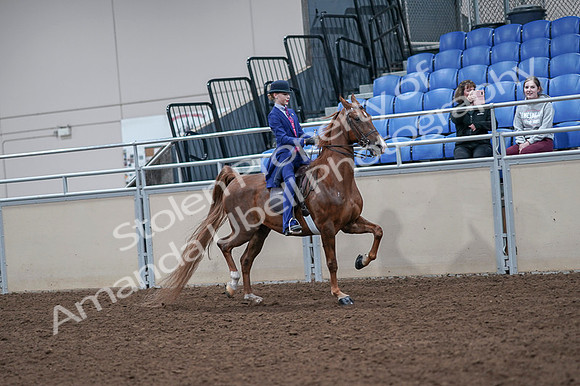 2020 - AB Morgan Horse - Fri, Sept 04 - 05231