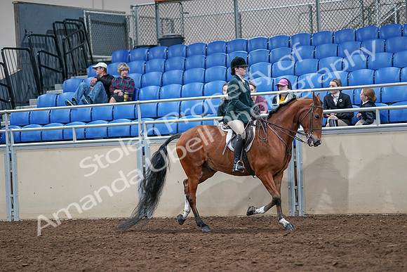 2020 - AB Morgan Horse - Sat, Sept 05 - 05175