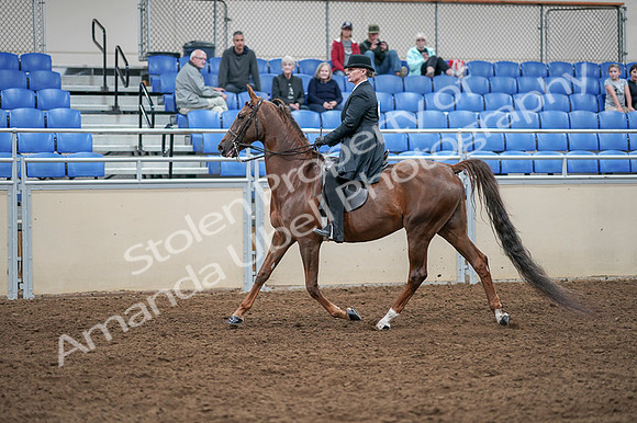 2020 - AB Morgan Horse - Fri, Sept 04 - 07937