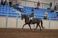 2020 - AB Morgan Horse - Fri, Sept 04 - 10359