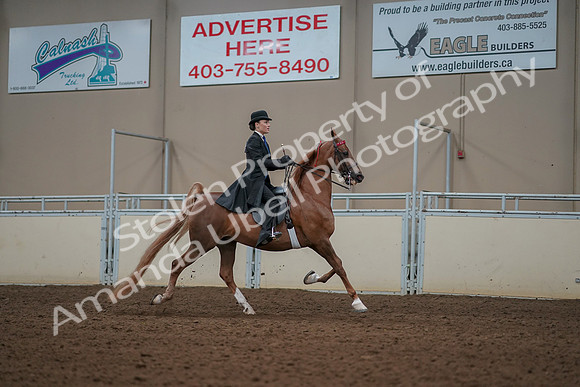 2019 Morgan Horse Show - Aug 30, 2019 - 25272