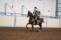 2020 - AB Morgan Horse - Fri, Sept 04 - 03285