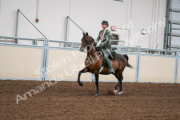 2020 - AB Morgan Horse - Fri, Sept 04 - 03285