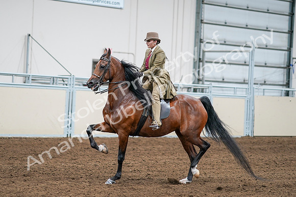 2020 - AB Morgan Horse - Sat, Sept 05 - 08087