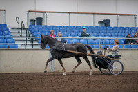 2019 Morgan Horse Show - Aug 31, 2019 - 10258