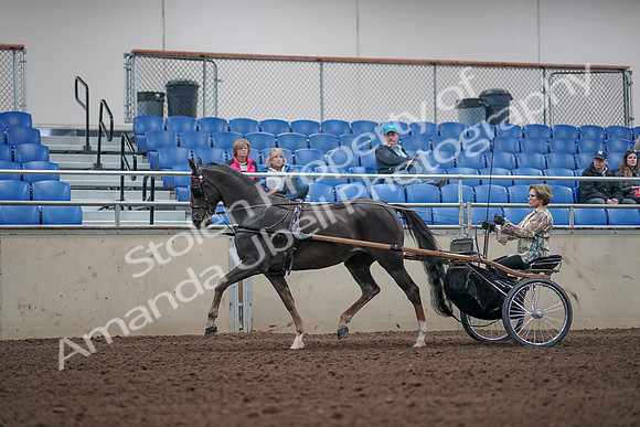2019 Morgan Horse Show - Aug 31, 2019 - 10258
