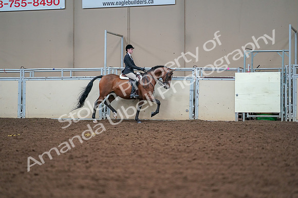 2019 Morgan Horse Show - Aug 30, 2019 - 20760