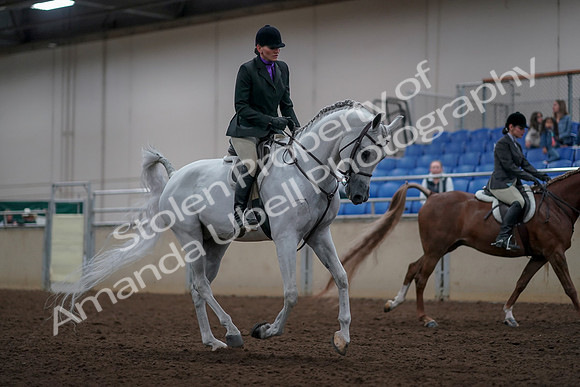 2019 Morgan Horse Show - Aug 31, 2019 - 16113