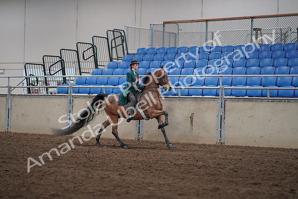 2019 Morgan Horse Show - Sept 01, 2019 - 13402