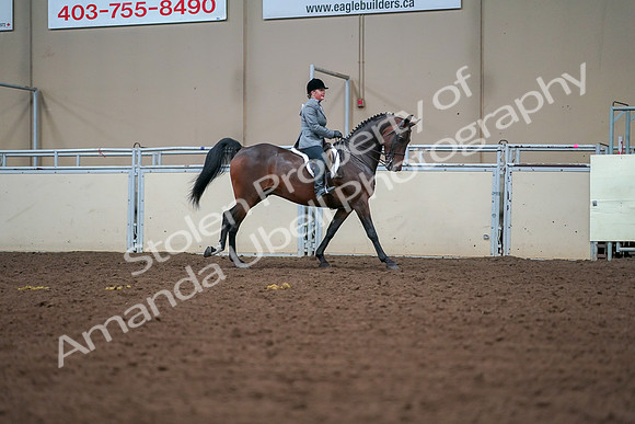 2019 Morgan Horse Show - Aug 30, 2019 - 21013