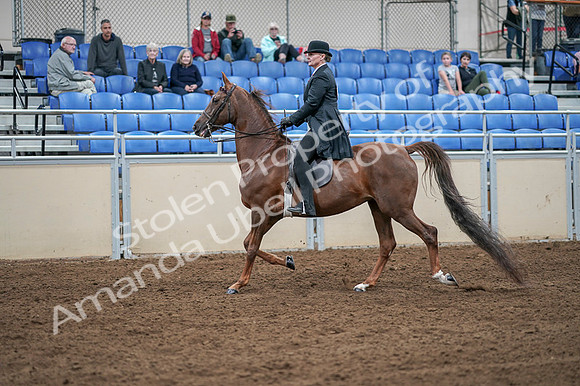 2020 - AB Morgan Horse - Fri, Sept 04 - 07931