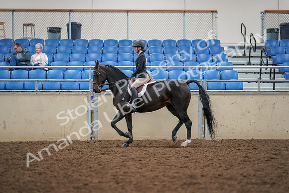 2019 Morgan Horse Show - Aug 30, 2019 - 23188