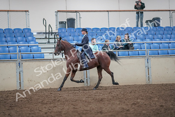 2019 Morgan Horse Show - Aug 31, 2019 - 08711