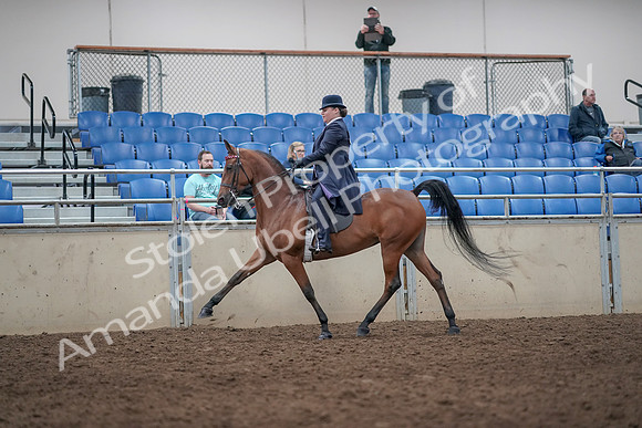 2019 Morgan Horse Show - Aug 31, 2019 - 08647