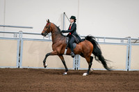2020 - AB Morgan Horse - Sat, Sept 05 - 06695