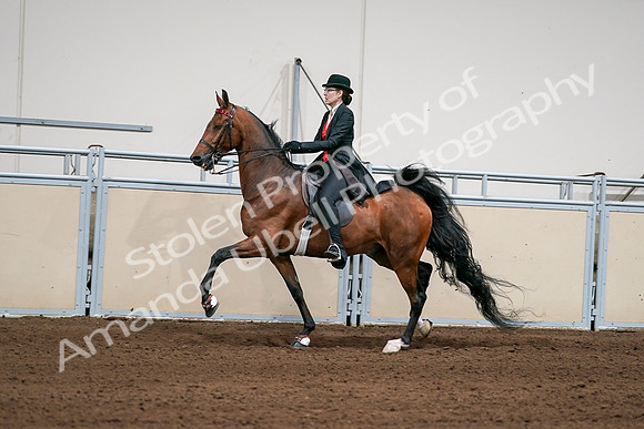 2020 - AB Morgan Horse - Sat, Sept 05 - 06695