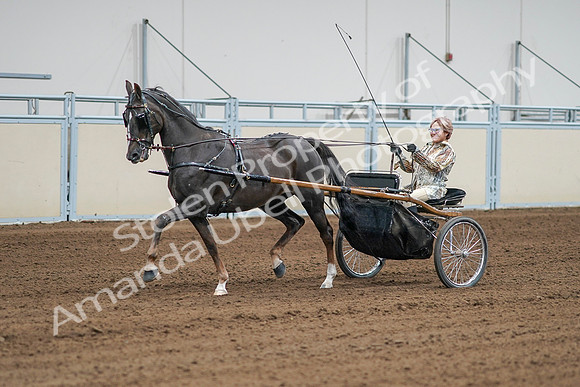 2020 - AB Morgan Horse - Sat, Sept 05 - 05995