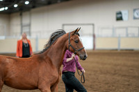 2020 - AB Morgan Horse - Fri, Sept 04 - 07601