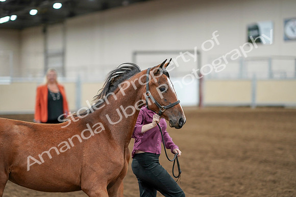 2020 - AB Morgan Horse - Fri, Sept 04 - 07601