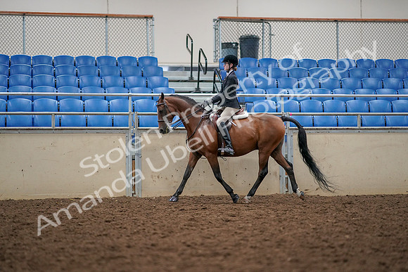 2019 Morgan Horse Show - Aug 30, 2019 - 23356