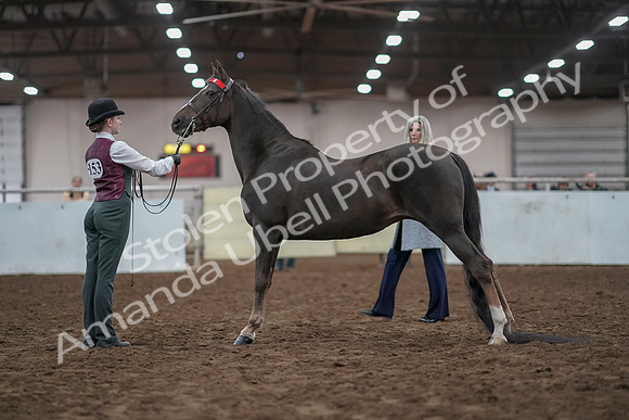 2019 Morgan Horse Show - Aug 31, 2019 - 02007