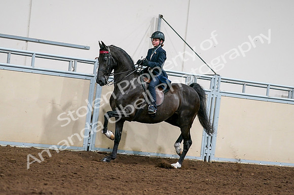 2020 - AB Morgan Horse - Fri, Sept 04 - 03220