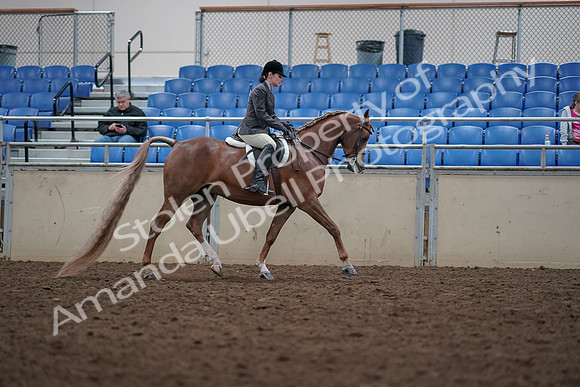2019 Morgan Horse Show - Aug 31, 2019 - 16167