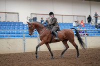 2019 Morgan Horse Show - Aug 30, 2019 - 29204