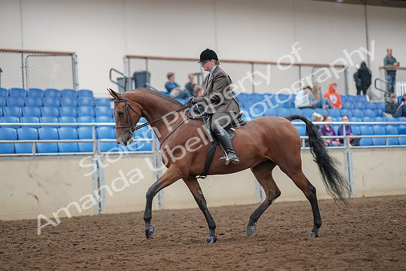 2019 Morgan Horse Show - Aug 30, 2019 - 29204