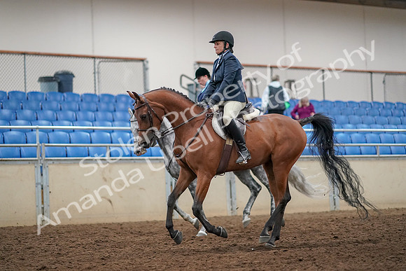 2019 Morgan Horse Show - Aug 30, 2019 - 22450
