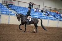 2020 - AB Morgan Horse - Fri, Sept 04 - 05814