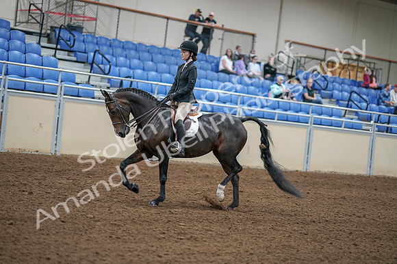 2020 - AB Morgan Horse - Fri, Sept 04 - 05814