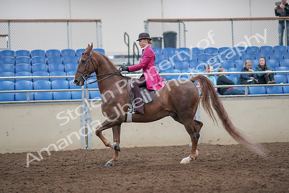 2019 Morgan Horse Show - Aug 31, 2019 - 08631