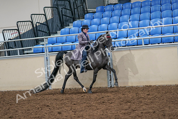 2020 - AB Morgan Horse - Sat, Sept 05 - 13974