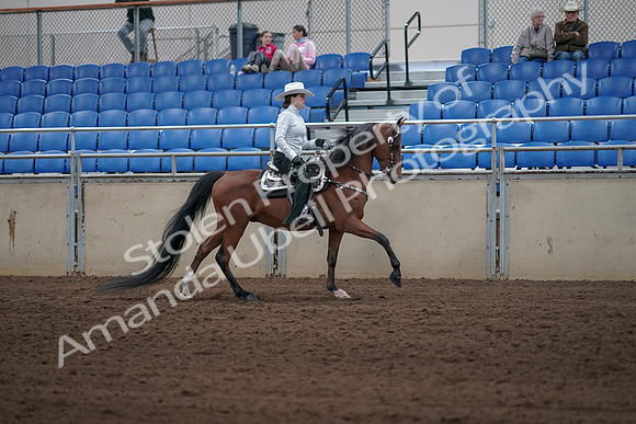 2019 Morgan Horse Show - Sept 01, 2019 - 07038