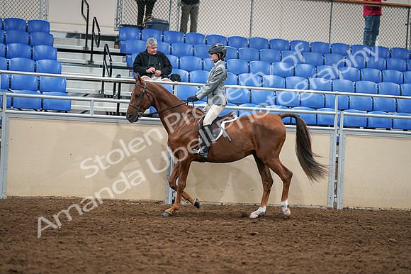 2020 - AB Morgan Horse - Fri, Sept 04 - 02968
