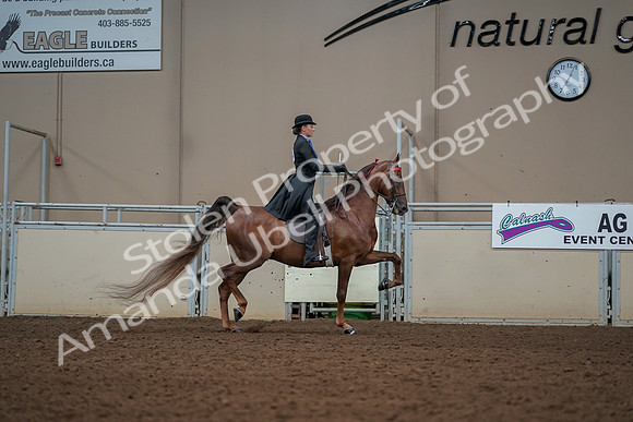 2019 Morgan Horse Show - Aug 30, 2019 - 25243