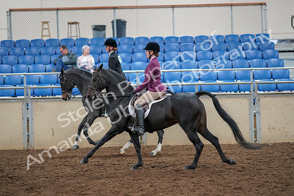 2019 Morgan Horse Show - Aug 30, 2019 - 23436