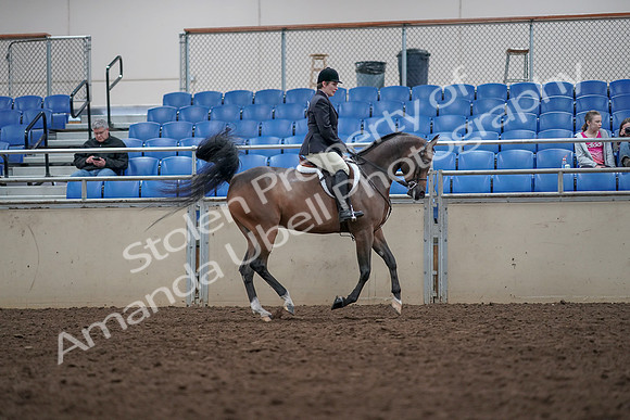 2019 Morgan Horse Show - Aug 31, 2019 - 16087
