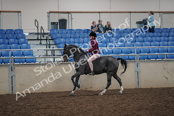 2019 Morgan Horse Show - Aug 30, 2019 - 31301