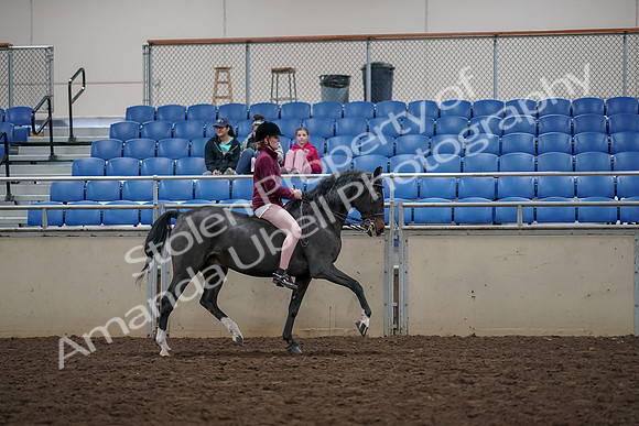 2019 Morgan Horse Show - Aug 30, 2019 - 31368