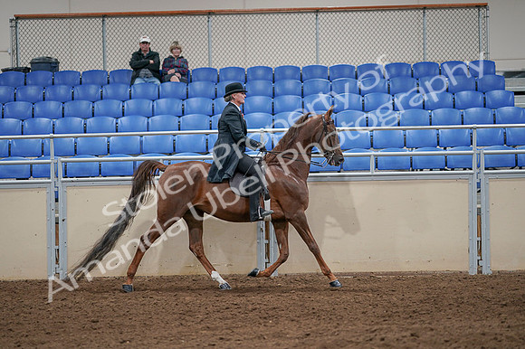 2020 - AB Morgan Horse - Fri, Sept 04 - 08042